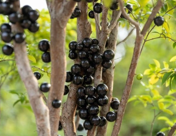 盆栽種植 盆栽種植