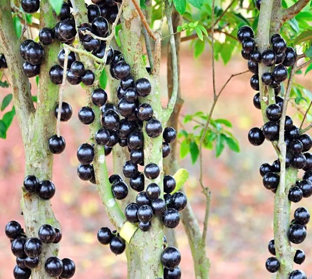 嘉寶果盆栽 嘉寶果盆栽