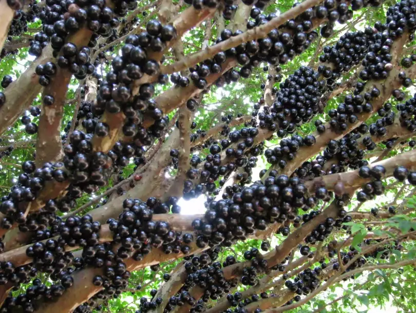 嘉寶果盆栽 嘉寶果盆栽