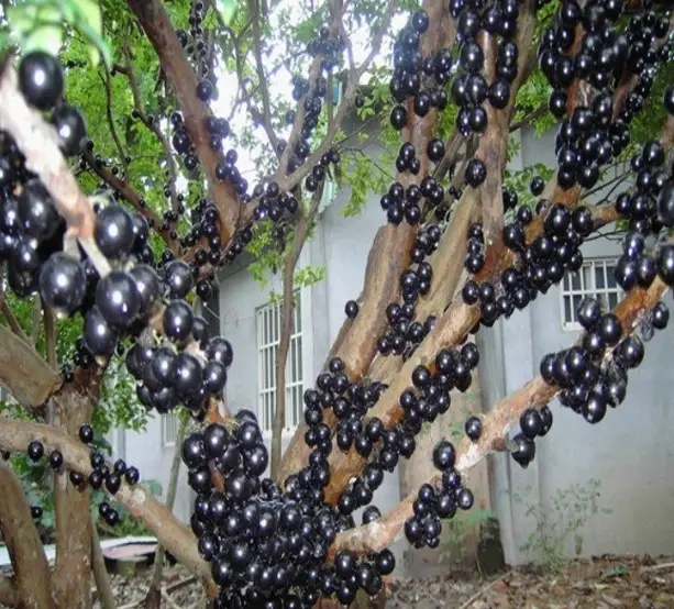 盆栽種植 盆栽種植