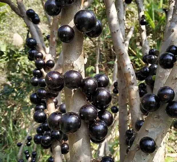 盆栽種植 盆栽種植