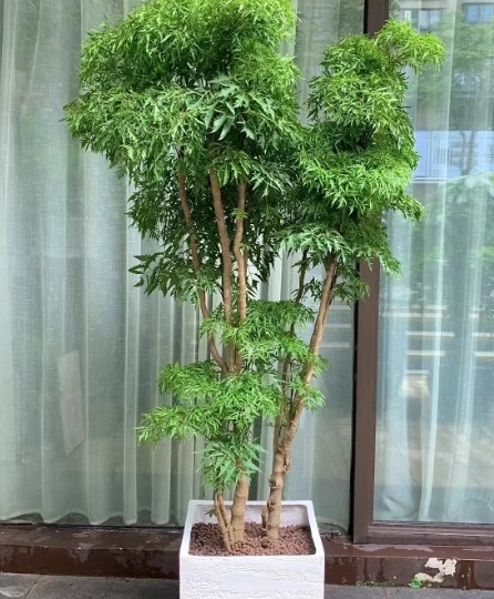 植物養護技巧 植物養護技巧