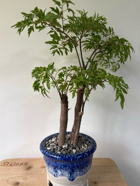 植物養護技巧 植物養護技巧