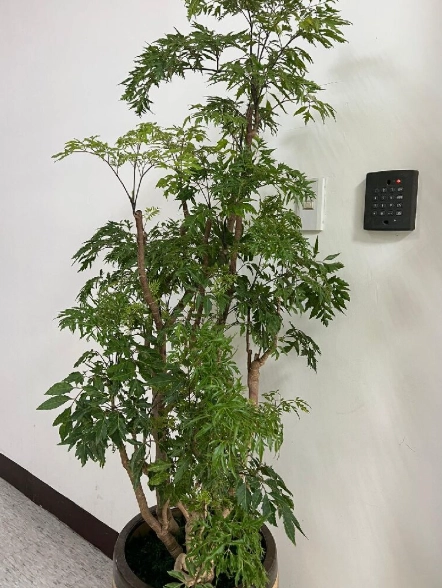 室內植物急救 室內植物急救