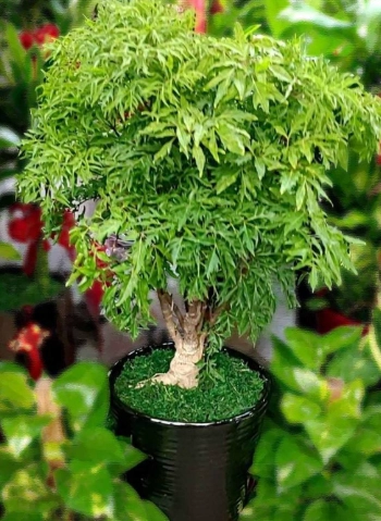 室內植物急救 室內植物急救