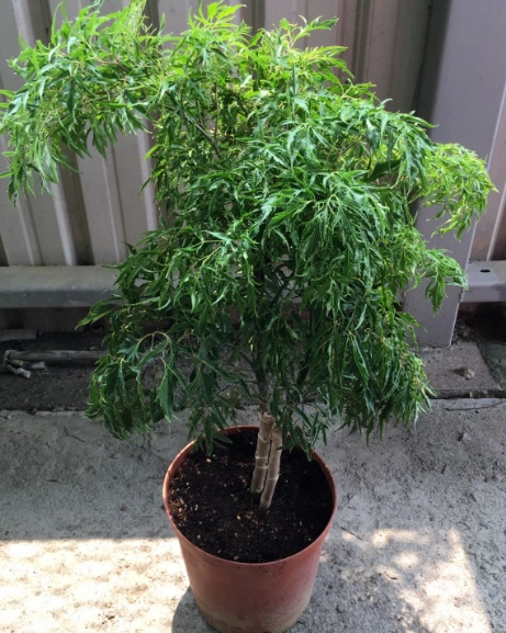 富貴樹枯萎急救全攻略：專家診斷與拯救步驟