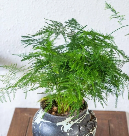 植物養護技巧 植物養護技巧