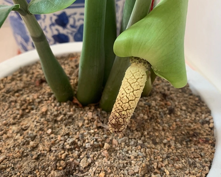 金錢樹花苞照顧 金錢樹花苞照顧