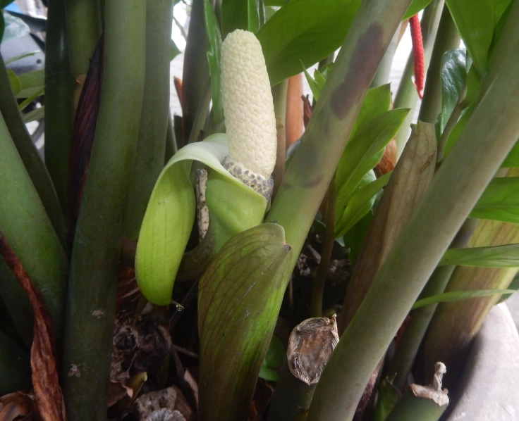 金錢樹開花 金錢樹開花