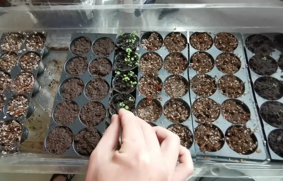 草莓育苗方法 草莓育苗方法