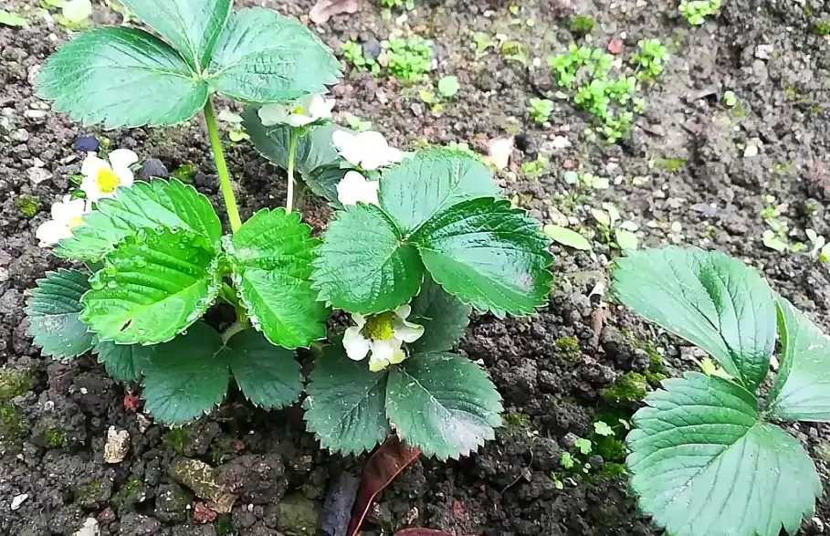 草莓育苗方法 草莓育苗方法