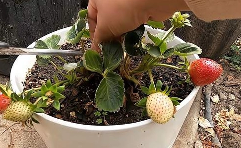 草莓育苗方法 草莓育苗方法