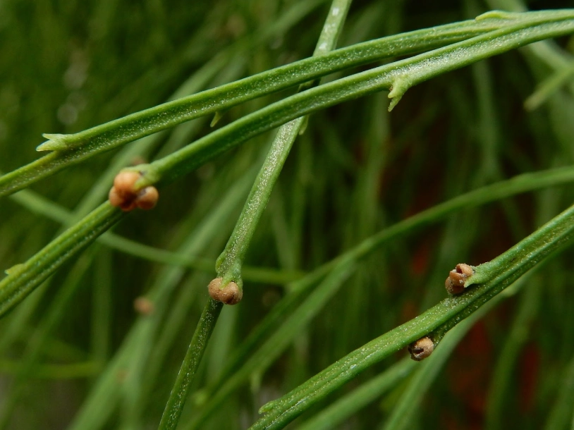 孢子發芽技巧 孢子發芽技巧
