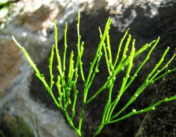 孢子發芽技巧 孢子發芽技巧
