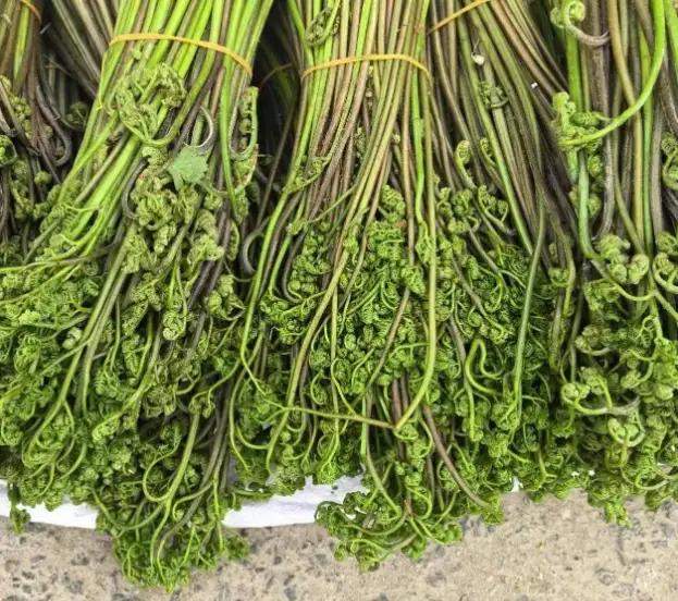 台灣蕨菜 台灣蕨菜