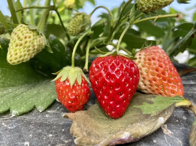 草莓留種方法 草莓留種方法