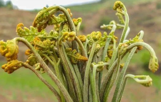 台灣蕨菜 台灣蕨菜