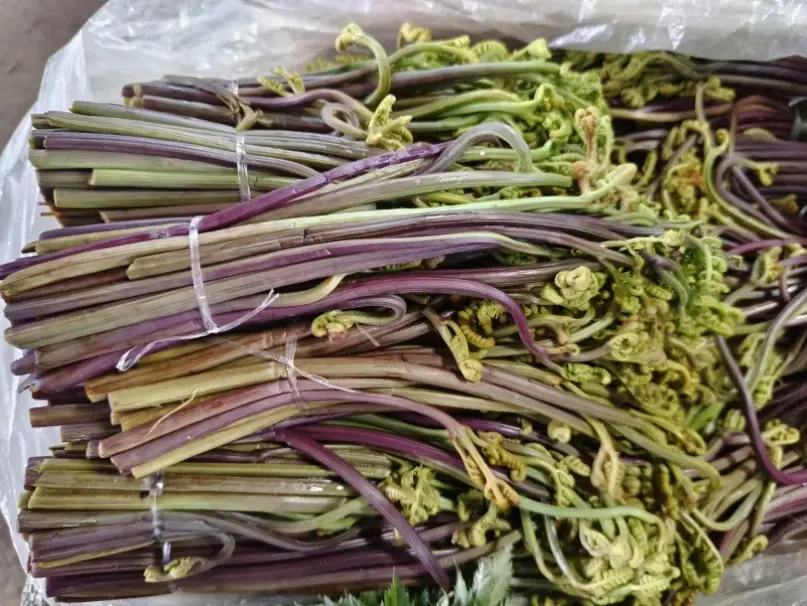 台灣蕨菜 台灣蕨菜