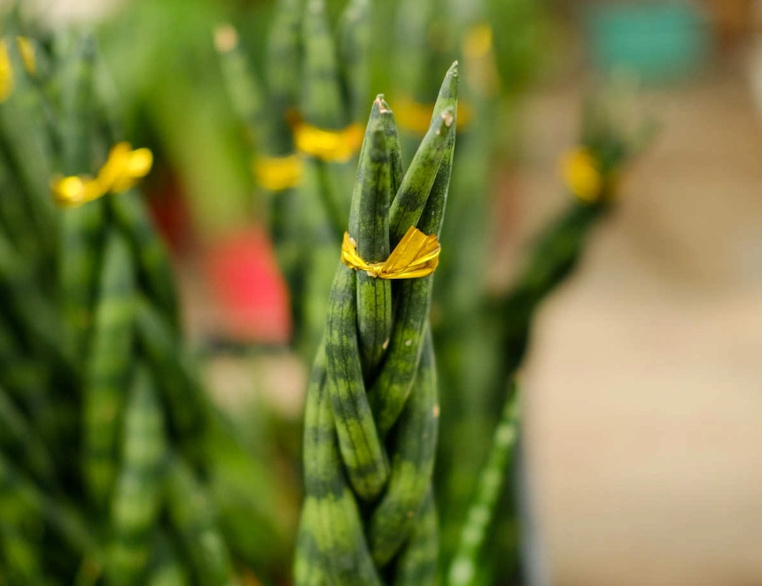 室內植物 推薦 室內植物 推薦