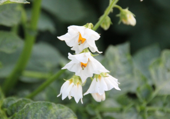 馬鈴薯開花 有毒 馬鈴薯開花 有毒