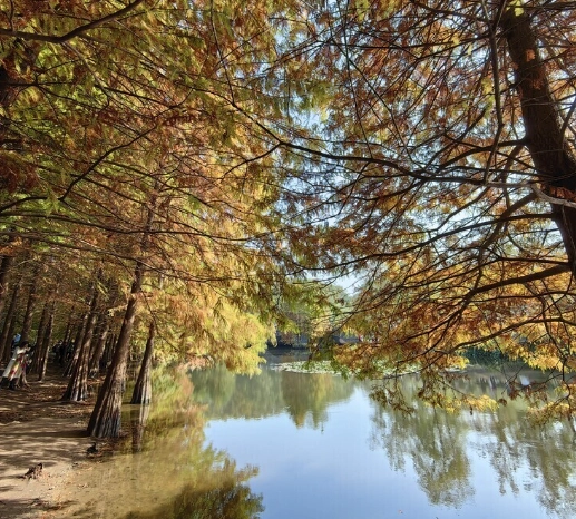 矮化植物養護