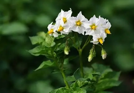 馬鈴薯開花 原因 馬鈴薯開花 原因