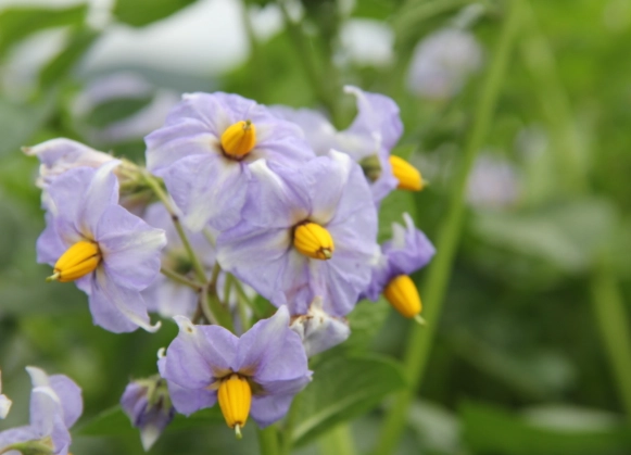 馬鈴薯開花 有毒 馬鈴薯開花 有毒