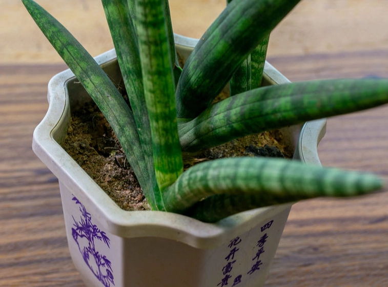 虎尾蘭 繁殖 虎尾蘭 繁殖