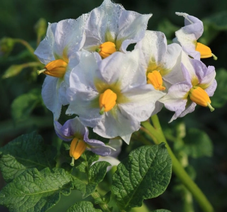 馬鈴薯開花 原因 馬鈴薯開花 原因