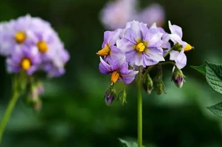 馬鈴薯 開花 處理 馬鈴薯 開花 處理