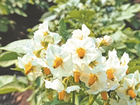馬鈴薯 開花 處理 馬鈴薯 開花 處理