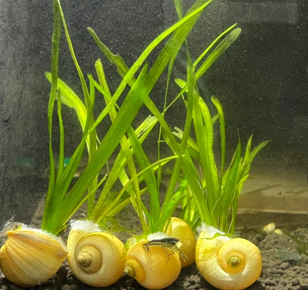 水草繁殖方法