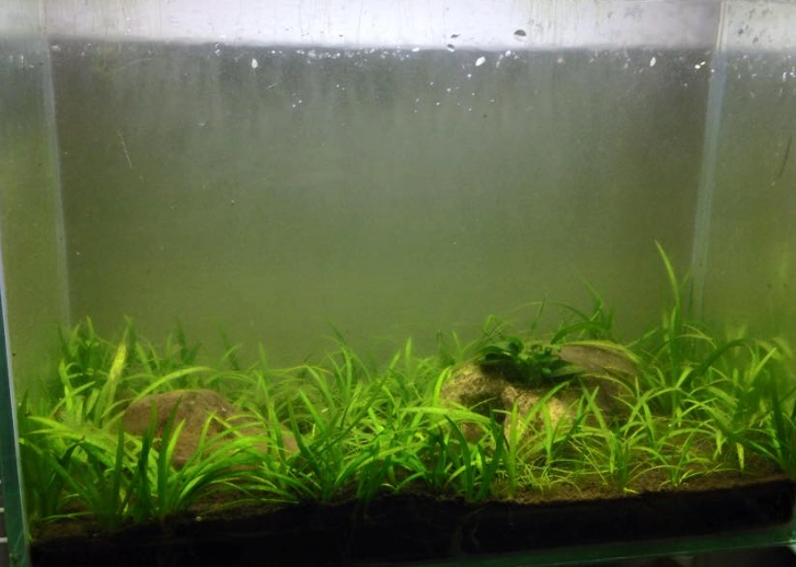 水草繁殖方法