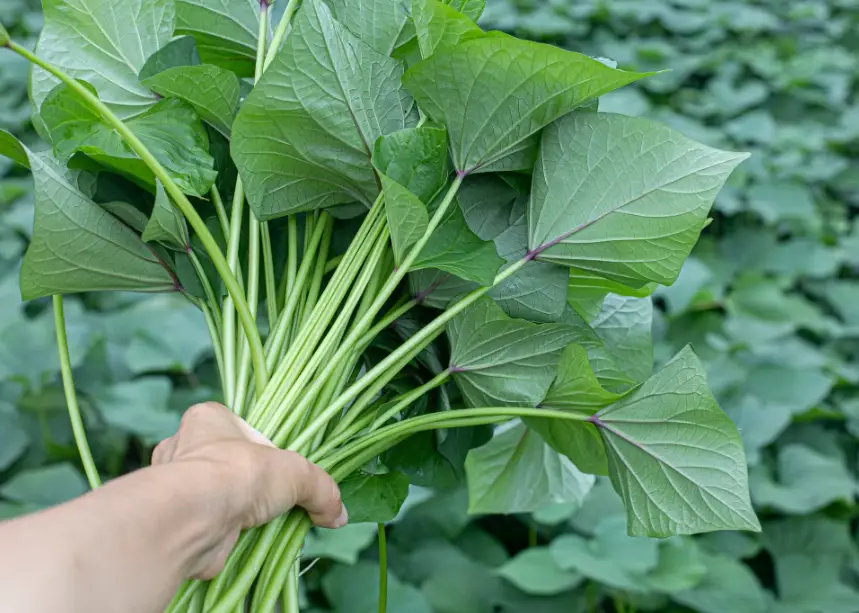 水耕種植蕃薯 水耕種植蕃薯