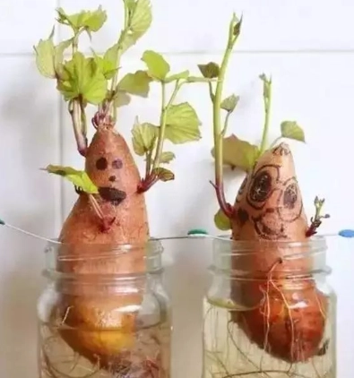 水耕種植技巧 水耕種植技巧