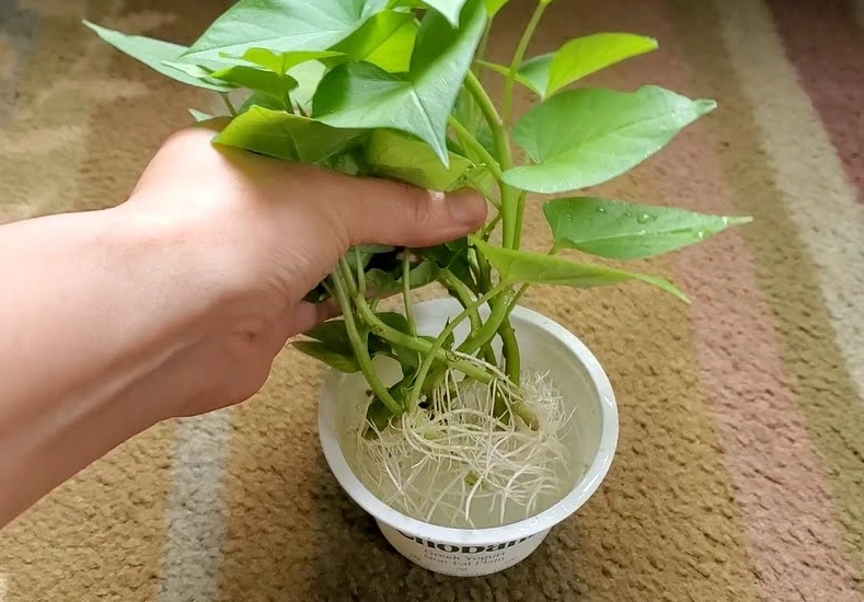 家庭水耕蕃薯 家庭水耕蕃薯