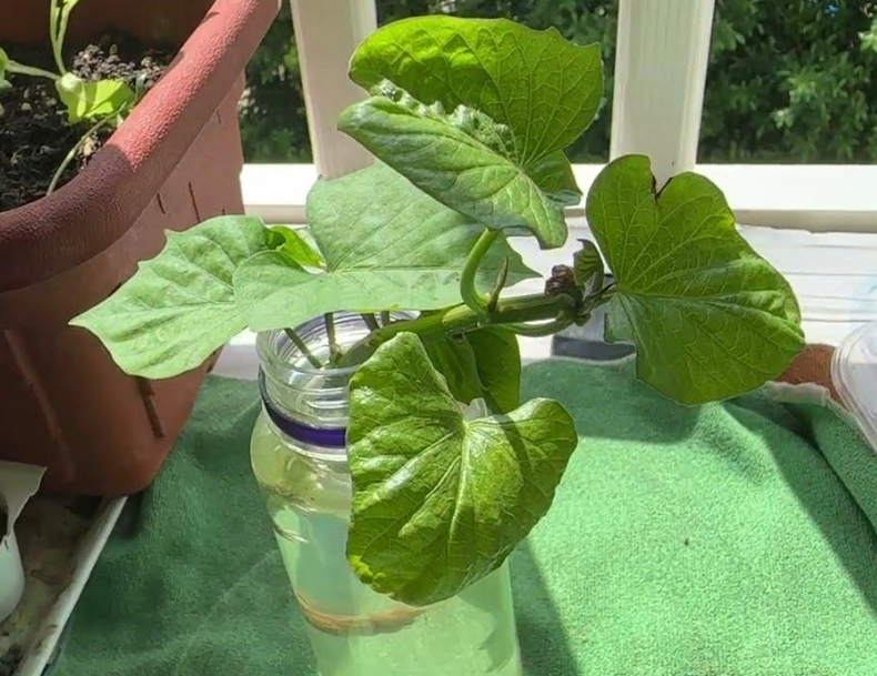 水耕種植技巧 水耕種植技巧