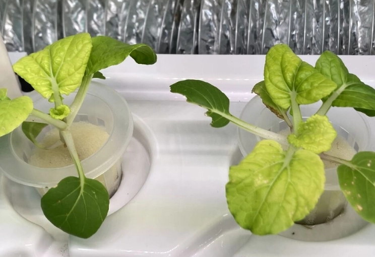水耕種植蕃薯 水耕種植蕃薯