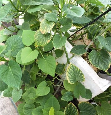 家庭水耕蔬菜 家庭水耕蔬菜