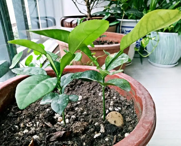 柚子種子發芽