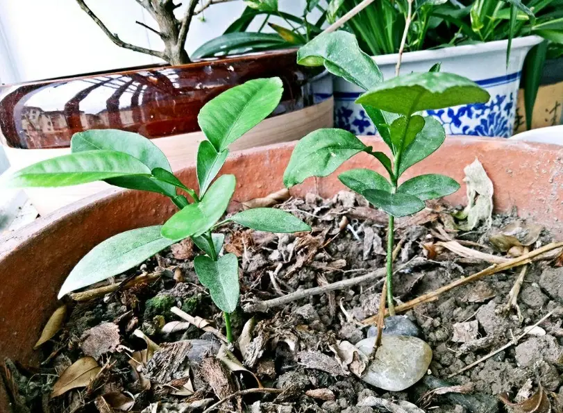 柚子種子發芽