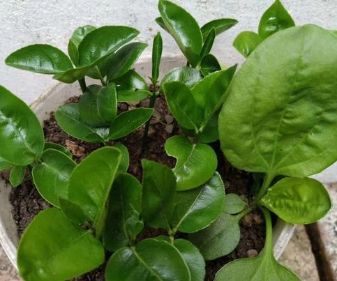 柚子盆栽種植