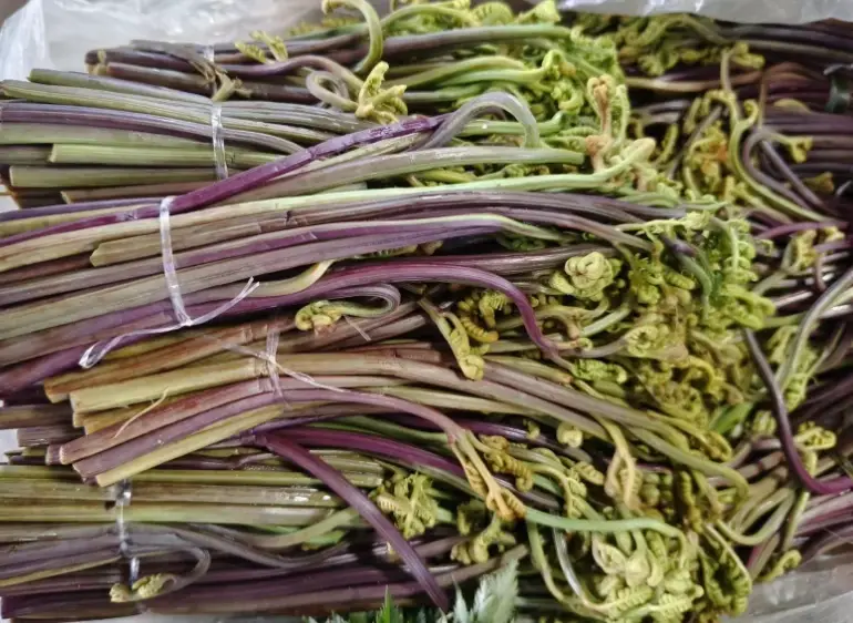 蕨菜辨識方法 蕨菜辨識方法