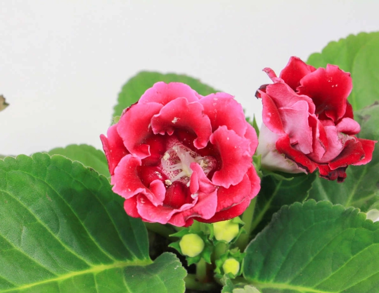 大岩桐種子發芽技巧 大岩桐種子發芽技巧