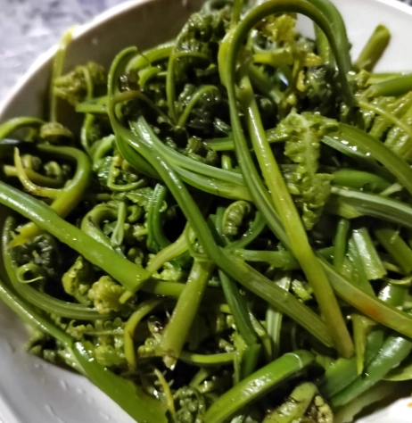 蕨菜長相 蕨菜長相