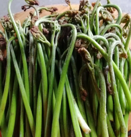 蕨菜 蕨菜