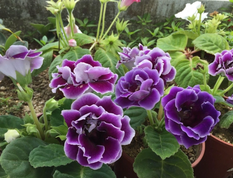 大岩桐種子發芽技巧 大岩桐種子發芽技巧