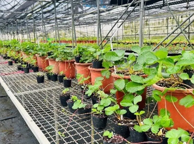 台灣草莓農場 台灣草莓農場