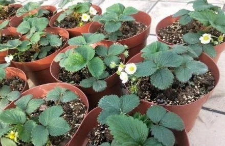 草莓發芽 草莓發芽