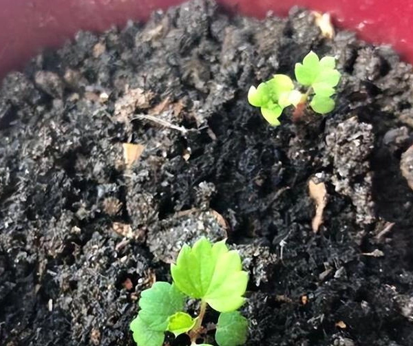 草莓發芽 草莓發芽